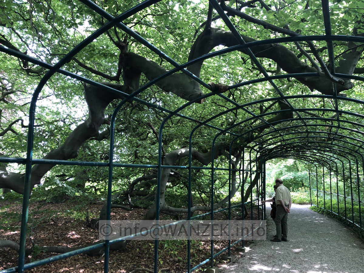 Fagus sylvatica Tortuosa (Suentelensis) - Berggarten 05.JPG